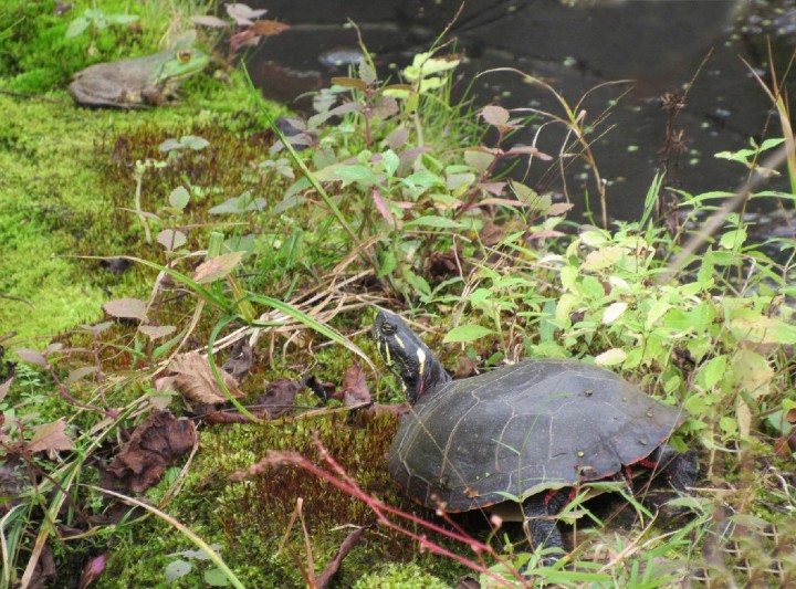 Midland Painted Turtle - American Bullfrog